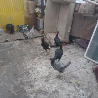 مرغ وخروس لاری|حیوانات مزرعه|تهران, سعیدآباد|دیوار