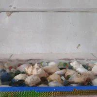 اواریوم با۴۳ ماهی ۲۷در ۱۸|ماهی|ماهان, |دیوار