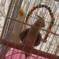 یک جفت عروس هلندی با قفس و تمام لوازم