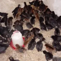 جوجه مرغ خورموج|حیوانات مزرعه|خورموج, |دیوار