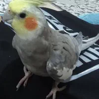 عروس هلندی گمشده