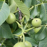 نهالستان|گل و گیاه طبیعی|شیراز, اصلاح‌نژاد|دیوار