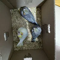 فروش جوجه عروس هلندی