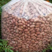 بادام زمینی مرغوب مغان - فروش مستقیم