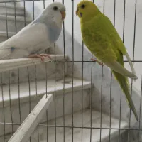 مرغ عشق به همراه دوقفس