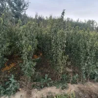 نهال انگور،مویز،گردو،گیلاس|خدمات باغبانی و درختکاری|تبریز, |دیوار