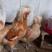مرغ و خروس پولند