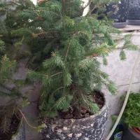 کاج نوئل
