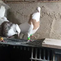 طوقی
