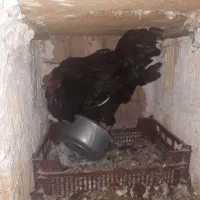 خروس گلین اصیل|حیوانات مزرعه|قم, نیروگاه|دیوار