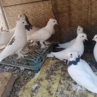کبوتر|پرنده|اصفهان, ارغوانیه|دیوار