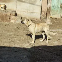 دزدیده شده|حیوانات|انگوران, |دیوار