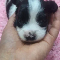 توله های اشپیتز