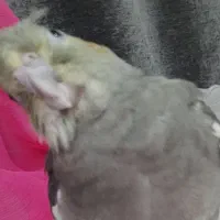 عروس هلندی گمشده|حیوانات|اهواز, کوی فرهنگیان ۱|دیوار