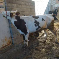 گاو آبست|حیوانات مزرعه|مینودشت, |دیوار