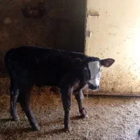 یک عدد گوساله نرشالوله