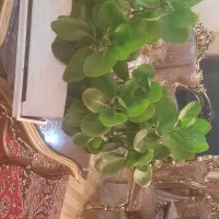 گل قاشقی|گل و گیاه طبیعی|تبریز, |دیوار