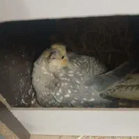 عروس هلندی جفت