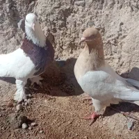 طوقی کله|پرنده|قهستان, |دیوار