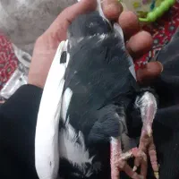 دم سیا فانتوم