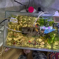 آکواریوم با ماهی|ماهی|بندرعباس, |دیوار