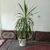 گل مدل ذراتی بلند
