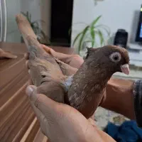 صرب نر سرخ|پرنده|فولادشهر, مسکن مهر فولادشهر|دیوار