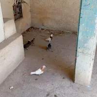 کبوتر تزیینی|پرنده|بندرعباس, |دیوار