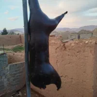 هیزه نو یه منی