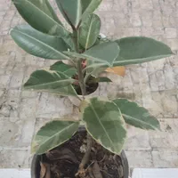 با گلهای زیبا طراوت را به خانه خود هدیه کن|گل و گیاه طبیعی|شاهینشهر, عطار|دیوار