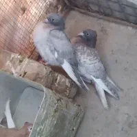 جفت جوجه سور دمسفید یا هفت رنگ دمسفید خوشگل