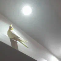 فروش پرنده|پرنده|کرمان, |دیوار