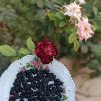 مویز