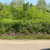 زمین مسکونی|فروش زمین و ملک کلنگی|لاهیجان, شیخ زاهد|دیوار