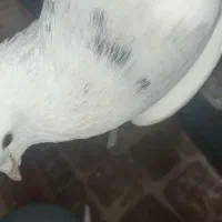 ی جفت طوقی الماسی و زرین|پرنده|چابهار, |دیوار