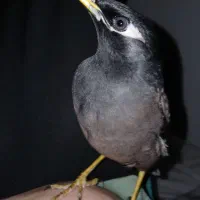 مرغ مینا چشم ستاره‌های