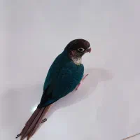 گرینچیک تراکوییس