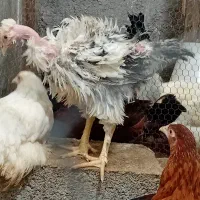 جوجه ومرغ گلپایگان از دو ماهه تا بالغ
