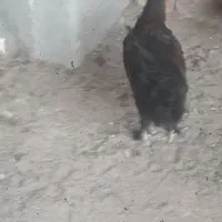 خروس سیاه