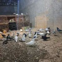 کفتر پرشی زاجر|پرنده|اشکذر, |دیوار