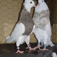 طوقی فوق درشت|پرنده|شیراز, پانصد دستگاه ارتش|دیوار