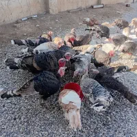 بوقلمون|حیوانات مزرعه|کوزران, |دیوار