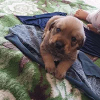 توله پیت بول امریکایی .روتوایلر.۲ تامونده