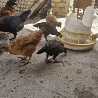 مرغ کرچو خروس لری گلین وعشایری