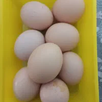 تخم مرغ بومی نطفه دار( خروس سلطان)