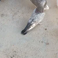 کبوتر پرشی|پرنده|گلپایگان, |دیوار