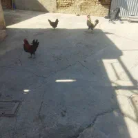 سه عدد خروس|پرنده|بروجرد, |دیوار