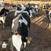 گاو گوساله تلیسه در مرودشت