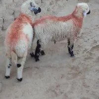 جفت بره نر|حیوانات مزرعه|زهک, |دیوار