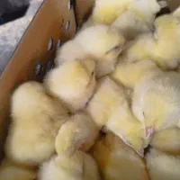 جوجه گوشتی راس ۳۰۸ وزن بالا|حیوانات مزرعه|گتاب, |دیوار